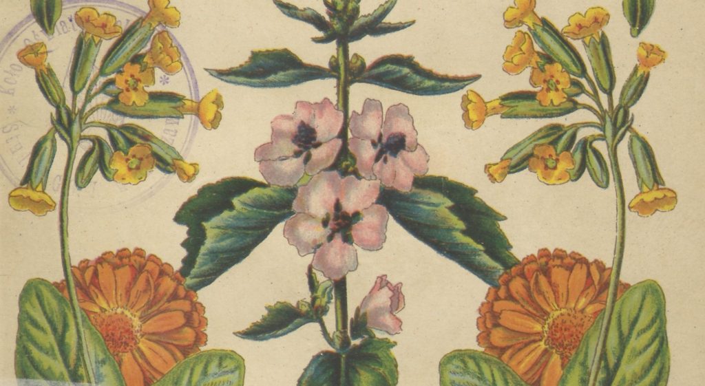 Medykamenty roślinne w szlacheckich regestrach zakupów, receptach i poradnikach medycznych w XVIII wieku